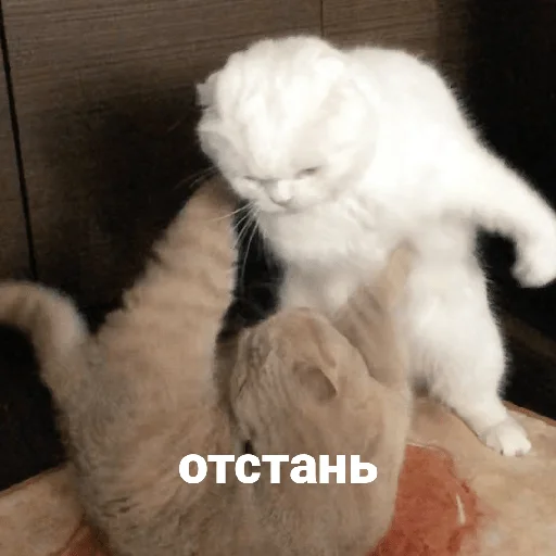 catsaandlove 23