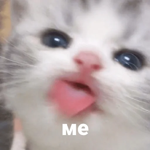 catsaandlove 24