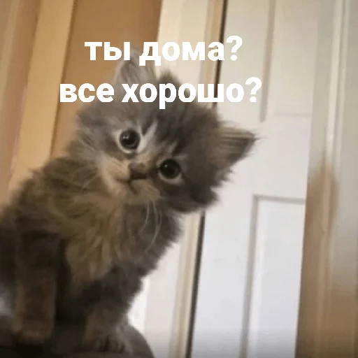 catsaandlove 25