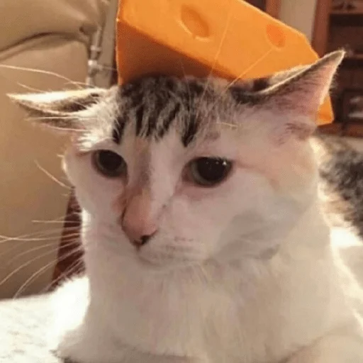 catsaandlove 26