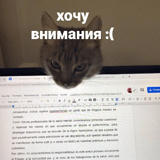 catsaandlove 27