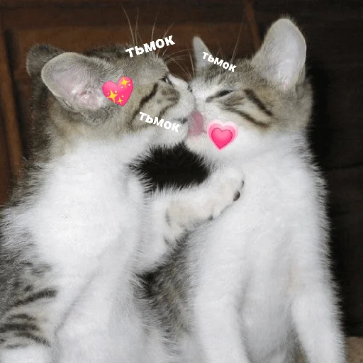 catsaandlove 28