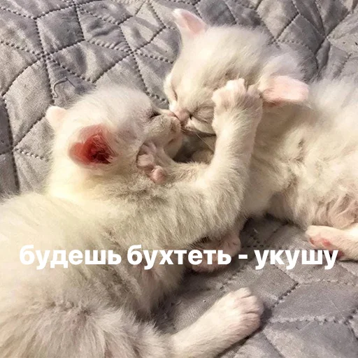 catsaandlove 29