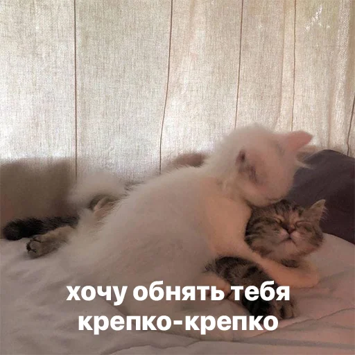 catsaandlove 30