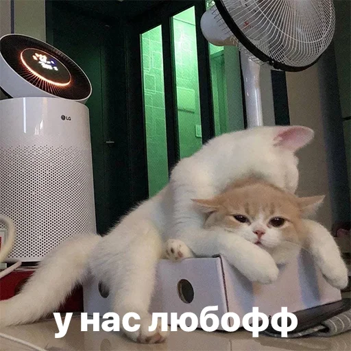 catsaandlove 31