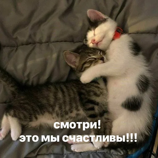 catsaandlove 32