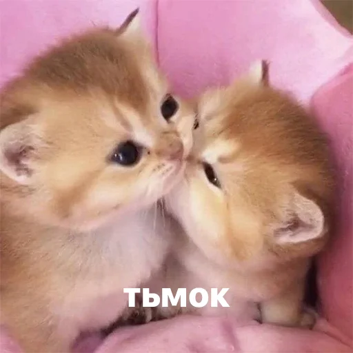 catsaandlove 33