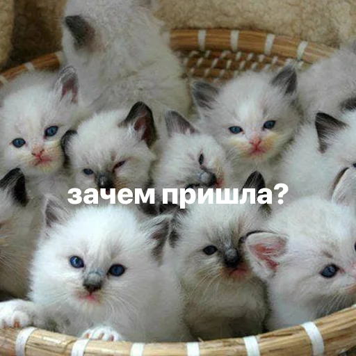 catsaandlove 35