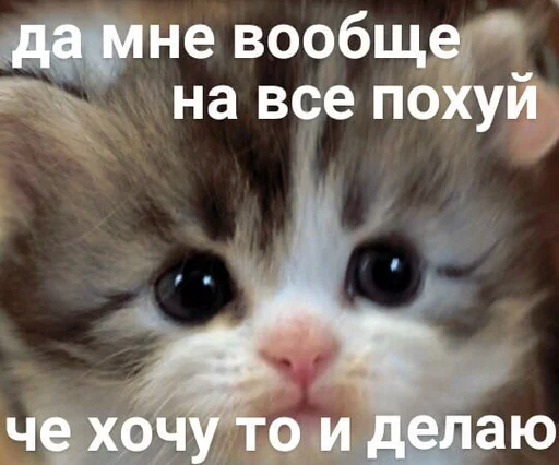 explosivekitts 10