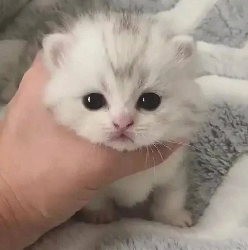 explosivekitts 11