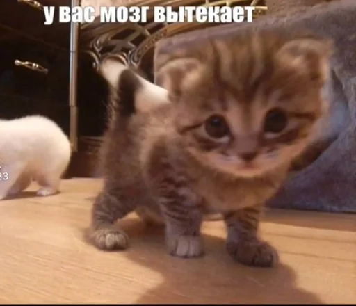 explosivekitts 15