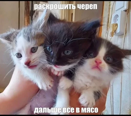 explosivekitts 16
