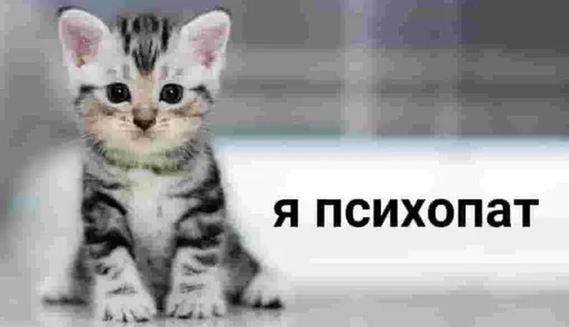 explosivekitts 19