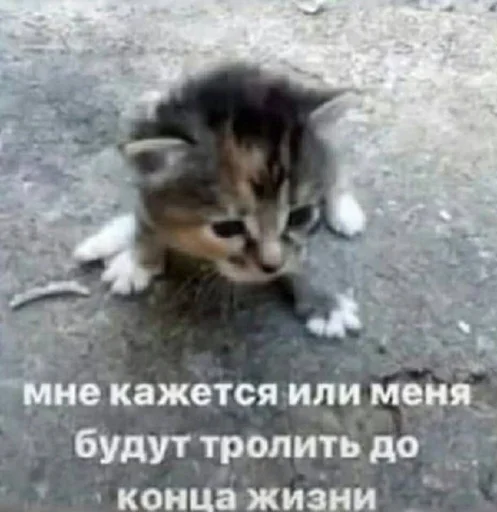 explosivekitts 20