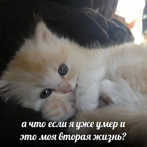 explosivekitts 21