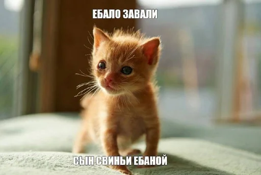 explosivekitts 22