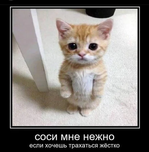 explosivekitts 23