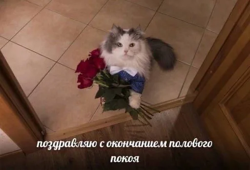 explosivekitts 26