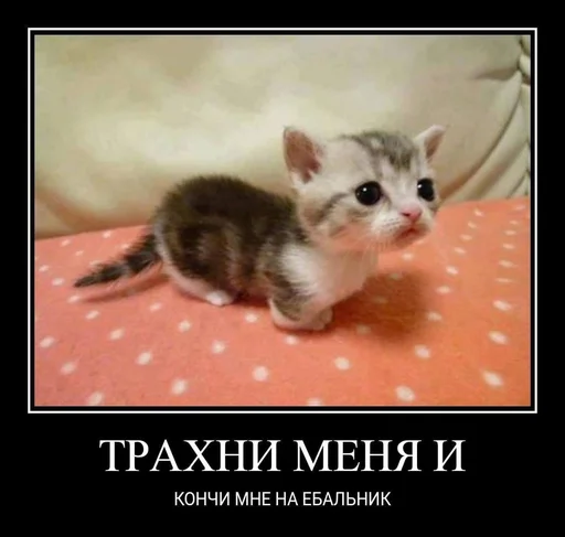 explosivekitts 28