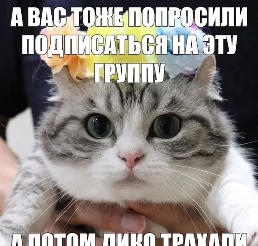 explosivekitts 29