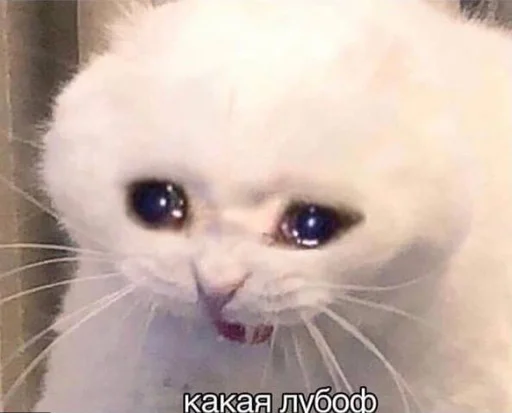 explosivekitts 33