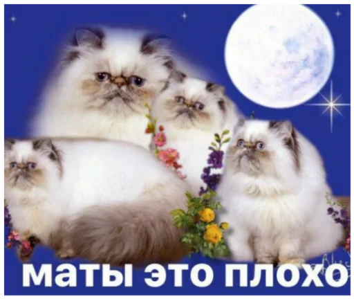 explosivekitts 35