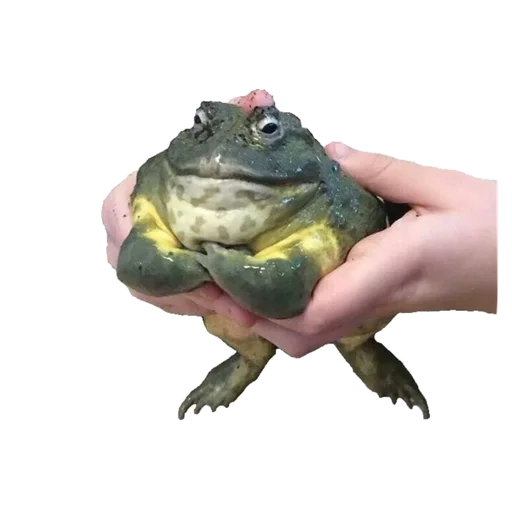 feelteqa_by_fStikBot 32