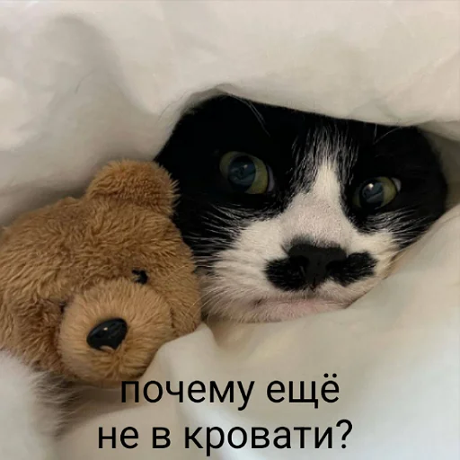 fluffyhehe 13