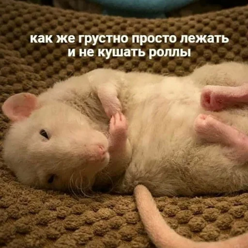 fluffyhehe 14