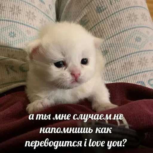fluffyhehe 34