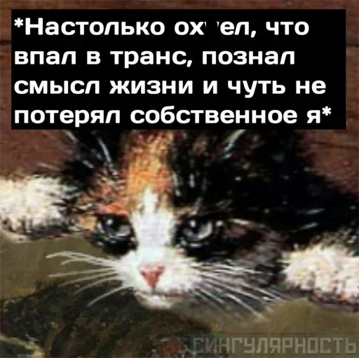 katistinaher 7