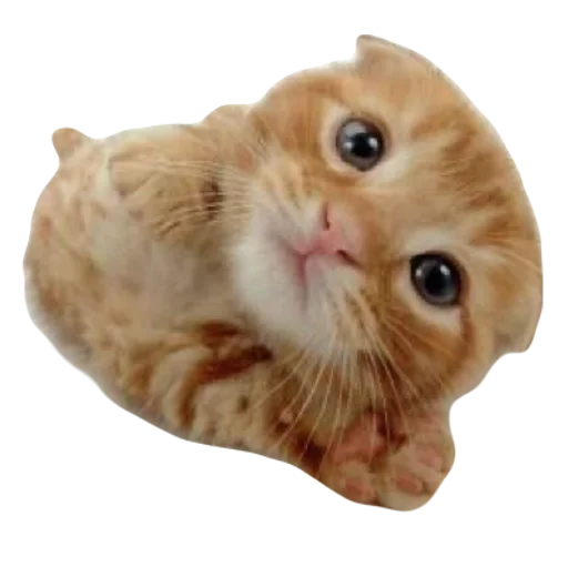 kitttttya_by_fStikBot 10