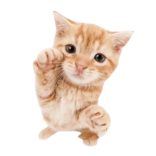 kitttttya_by_fStikBot 11