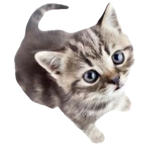 kitttttya_by_fStikBot 15