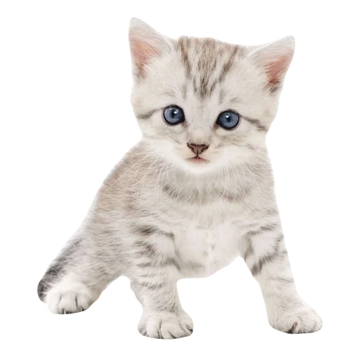 kitttttya_by_fStikBot 18