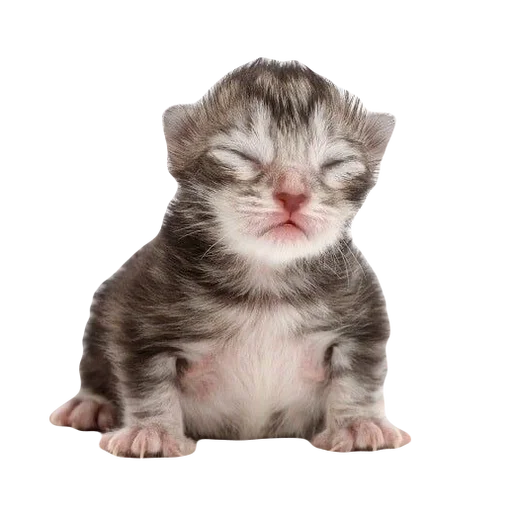 kitttttya_by_fStikBot 19