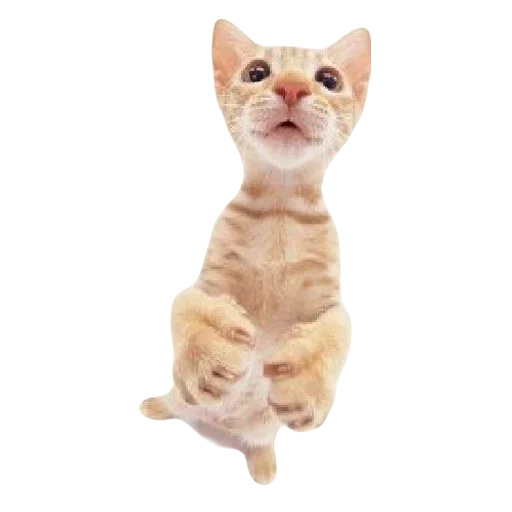 kitttttya_by_fStikBot 20