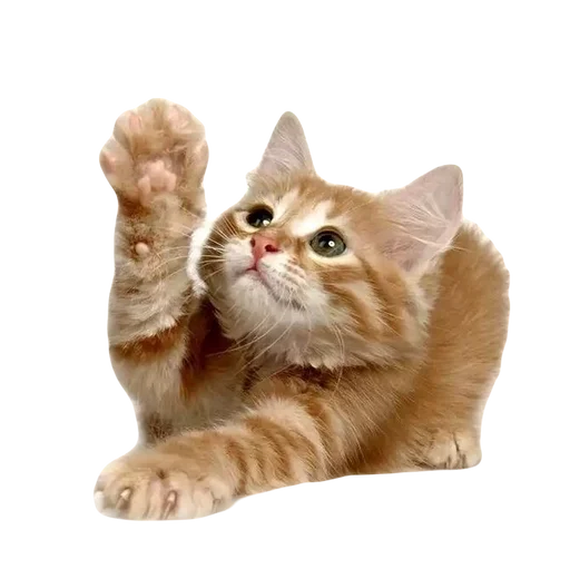 kitttttya_by_fStikBot 22