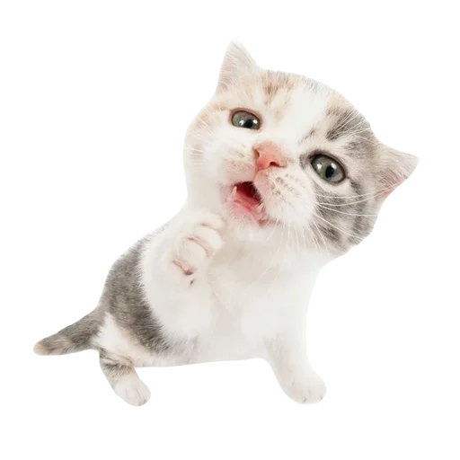 kitttttya_by_fStikBot 23