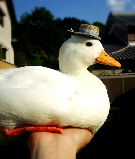 leduck 2