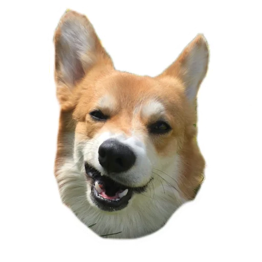 muffincorgi22 4