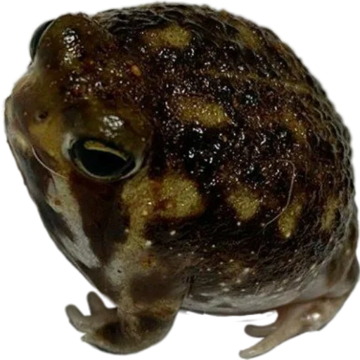 my_little_toad 2