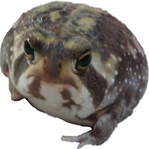 my_little_toad 3