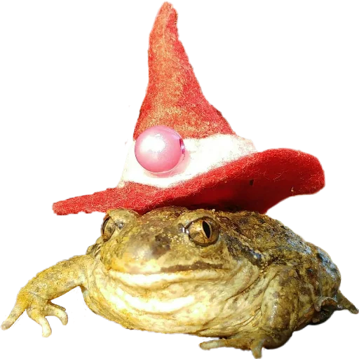 my_little_toad 4