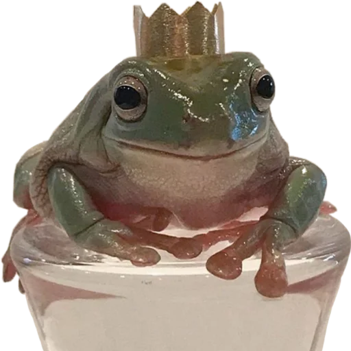 my_little_toad 9