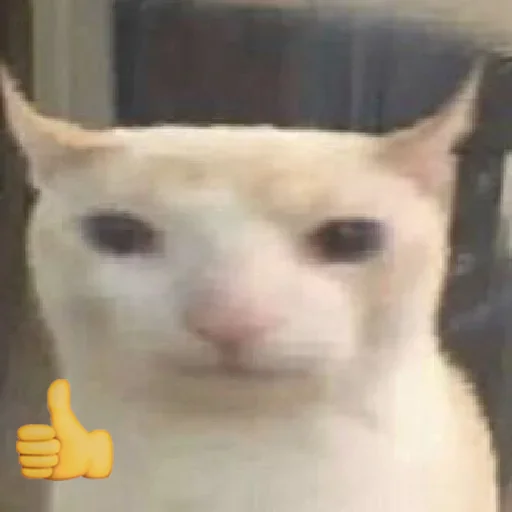 prostokotnykotek69 7