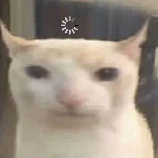 prostokotnykotek69 8