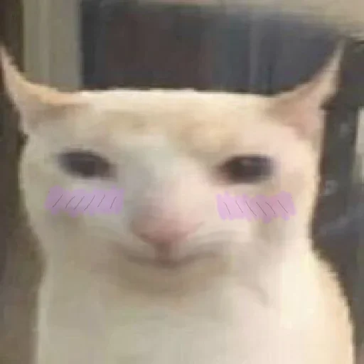 prostokotnykotek69 9