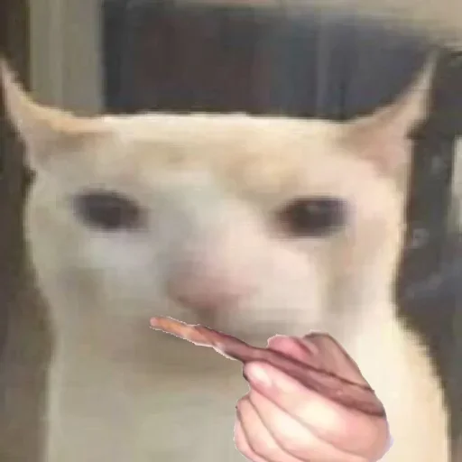 prostokotnykotek69 12