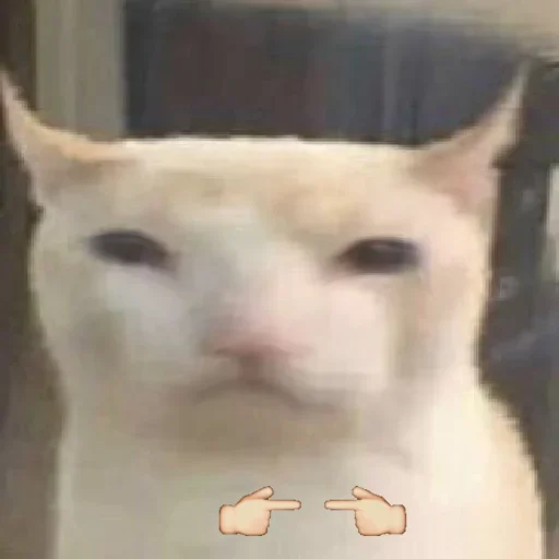 prostokotnykotek69 15